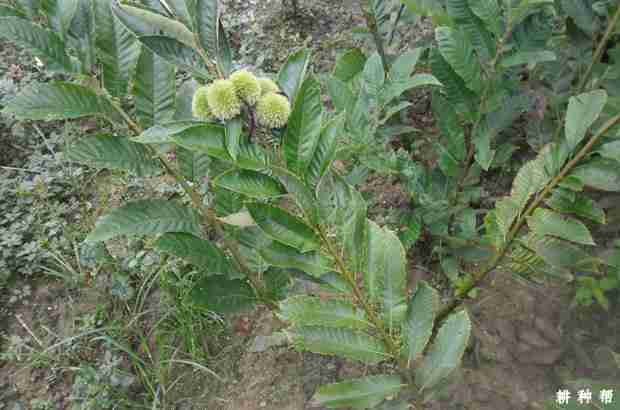 板栗苗栽植后如何管理？